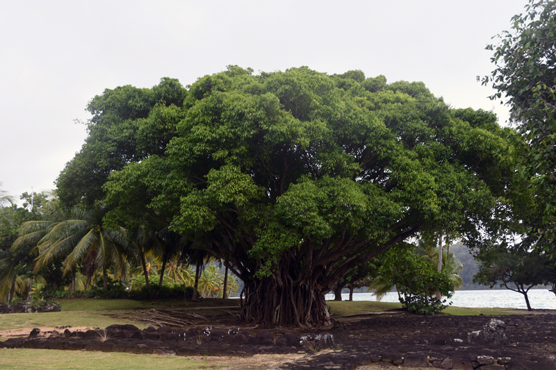 Arbre séculaire dans la marae Taputapuātea