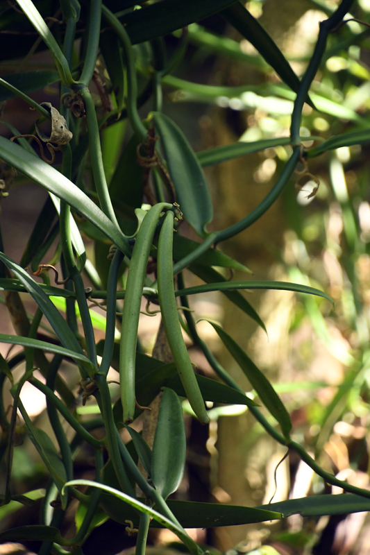 Jeunes gousses de vanille encore vertes