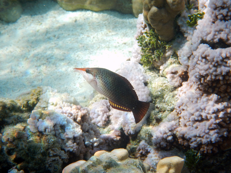 Labre oiseau sur les récifs coraliens d'Oromahana