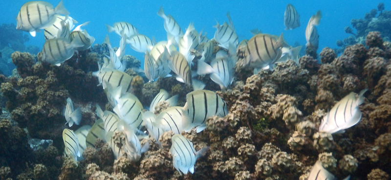 Poissons chirurgien dans les récifs du Motu Ceran