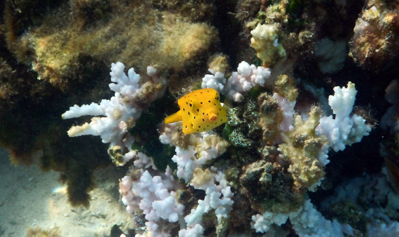 Poisson-coffre jaune près de la Baie d'Avea