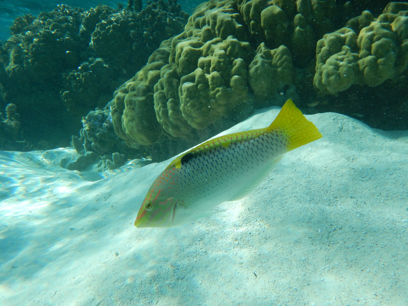Poisson-perroquet rouillé sur les récifs d'Oromohana
