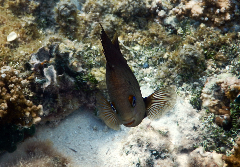 Poisson tropical dans la baie d'Avea