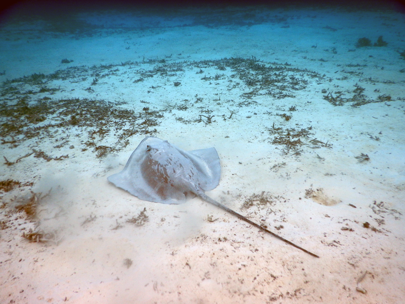 Raie Manta sur les fonds du motu Oatara