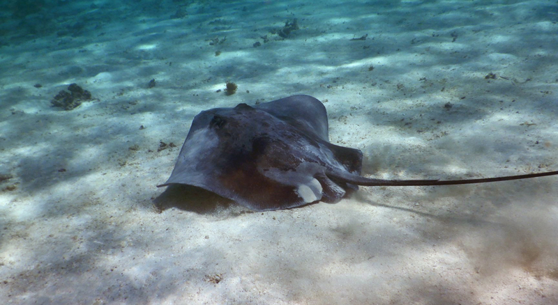 Raie pastenague dans les récifs du Motu Ceran