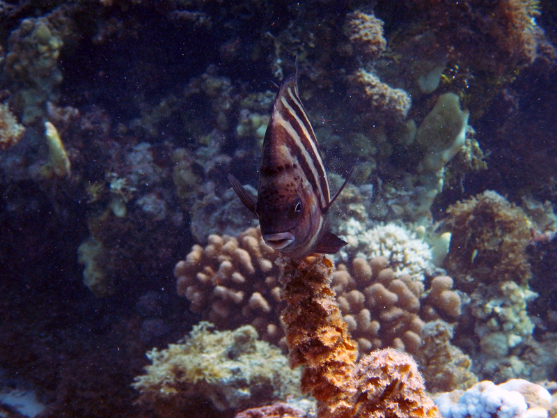 Poisson chirurgien bagnard et coraux oranges près d'Oromahana
