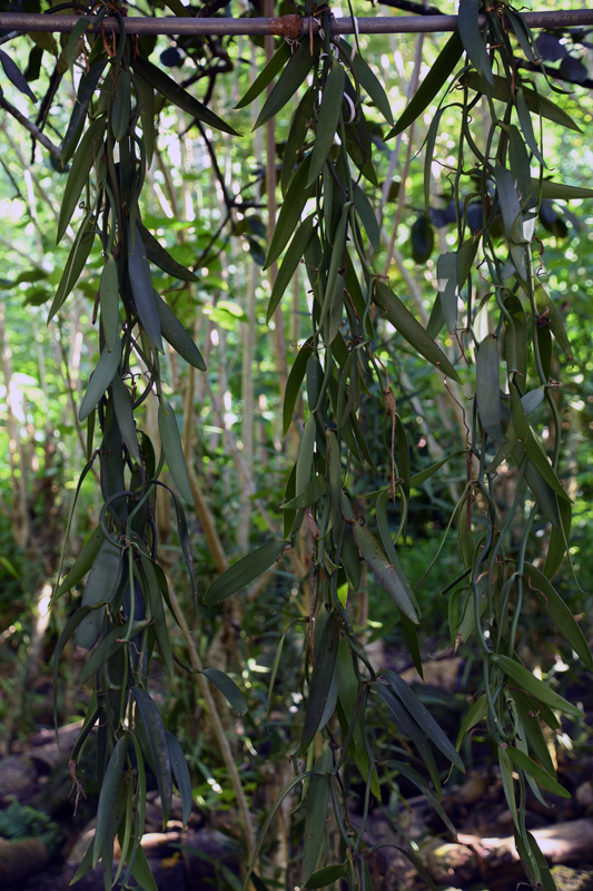 Lianes de vanilles sur l'île de Taha'a en Polynésie française