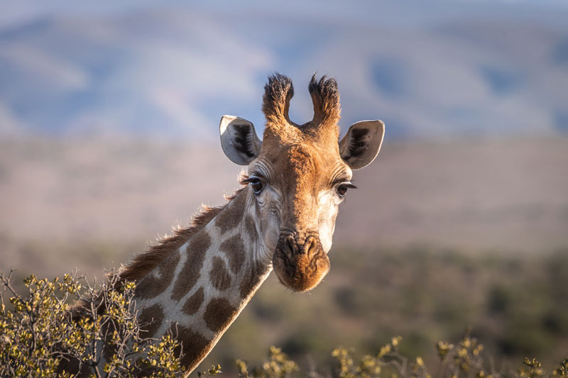 Girafe dans une réserve d'Afrique du Sud