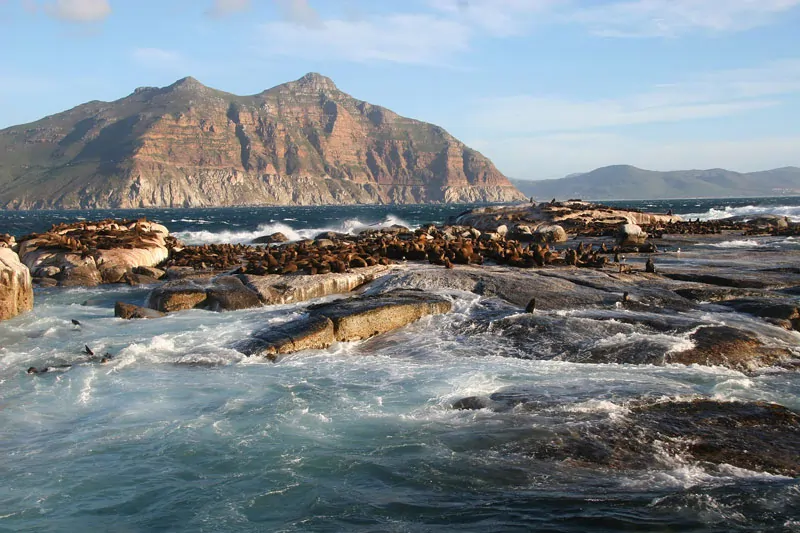 Vue du littoral de l'île de Duiker (Duiker island) en Afrique du Sud