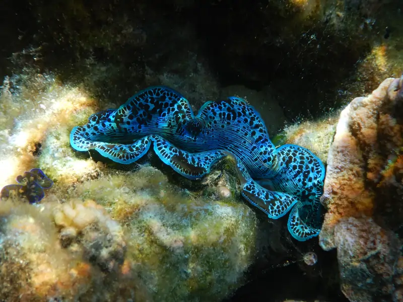 Bénitier marin bleu dans les eaux de Oromahana