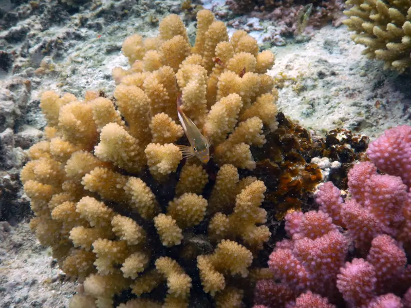 Coraux à branches jaunes et roses dans le récif corallien du motu Oatara près de l'ile Raiatea