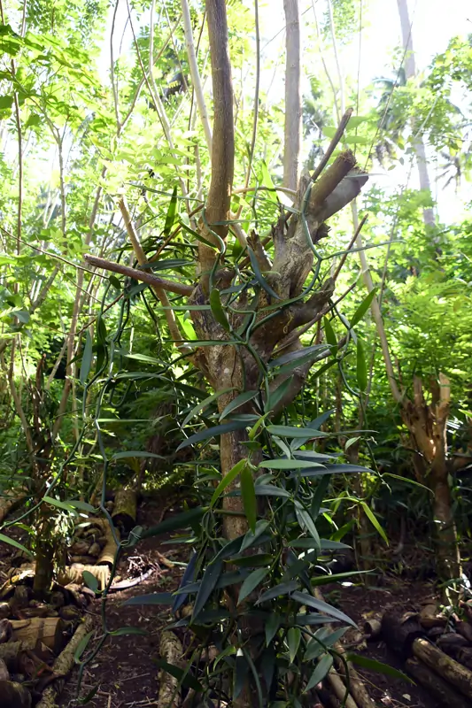 Pied de vanille de Taha'a à la vallée de la vanille