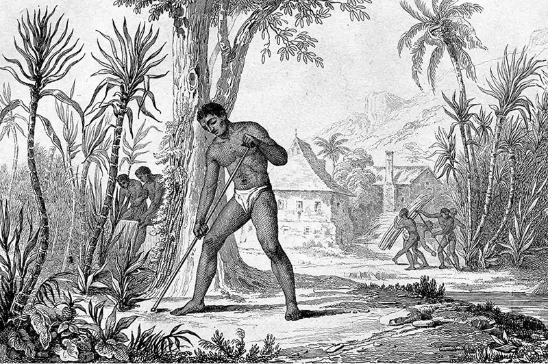 Plantation de canne à sucre en Polynésie vers 1840