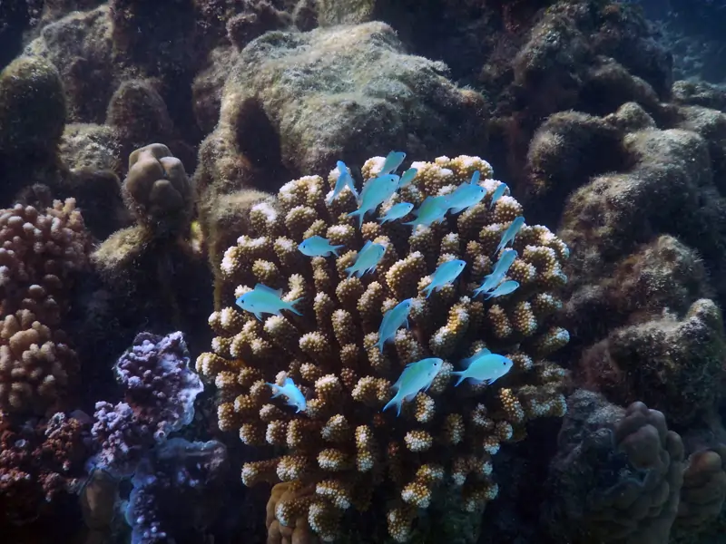 Coraux et ses petits poissons bleus près de la Baie d'Avea
