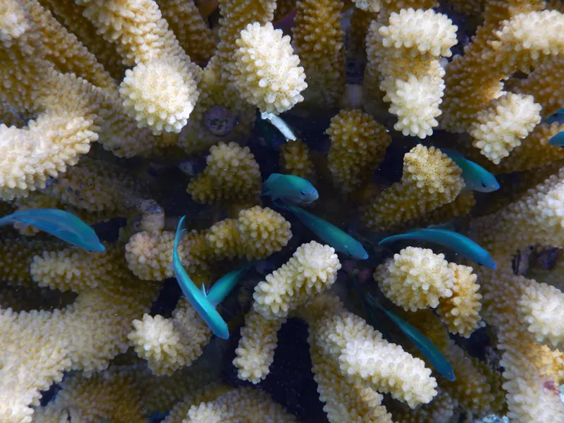 Poissons bleus nageant des les coraux blancs près du motu Oatara