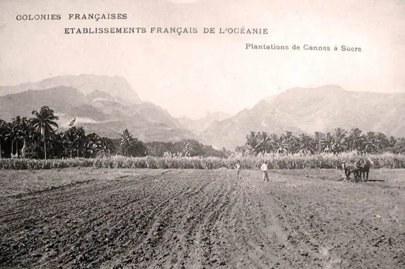 Plantation de canne à sucre en Polynésie vers 1900
