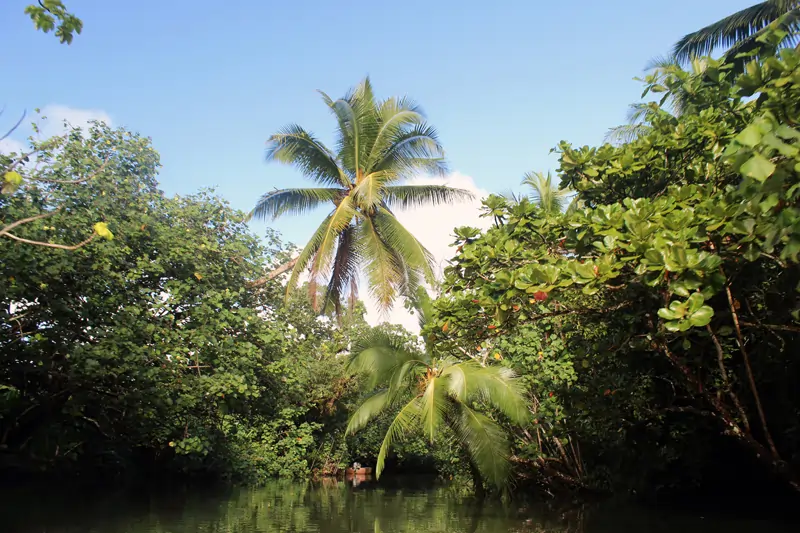 Végétation luxuriante bordant la rivière Fa'aroa