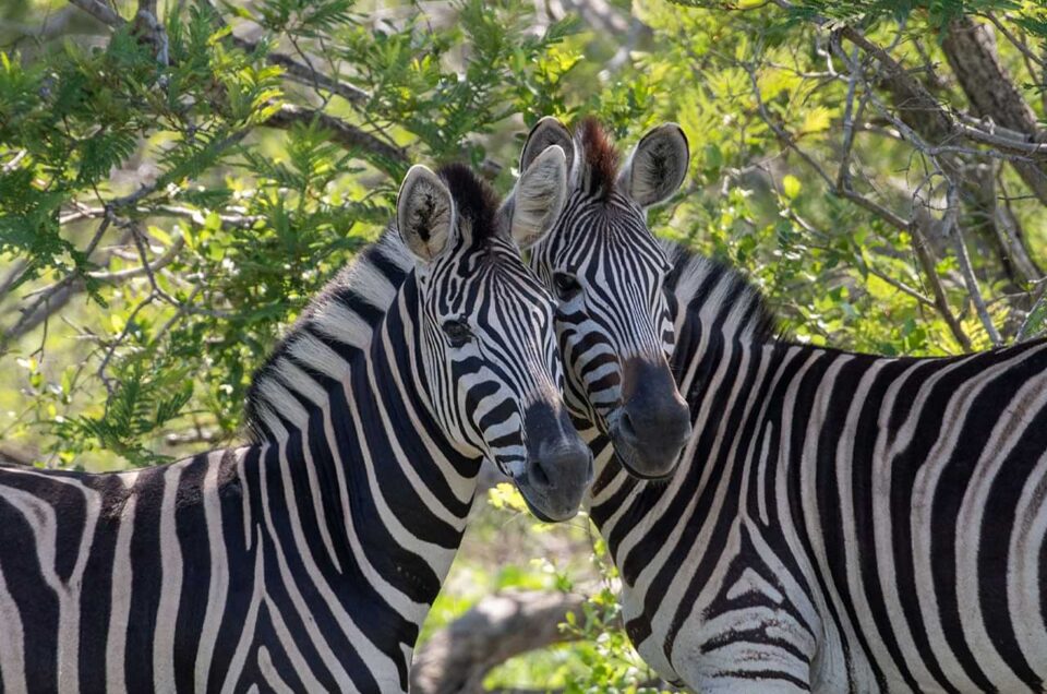 Zèbres d'Afrique du Sud